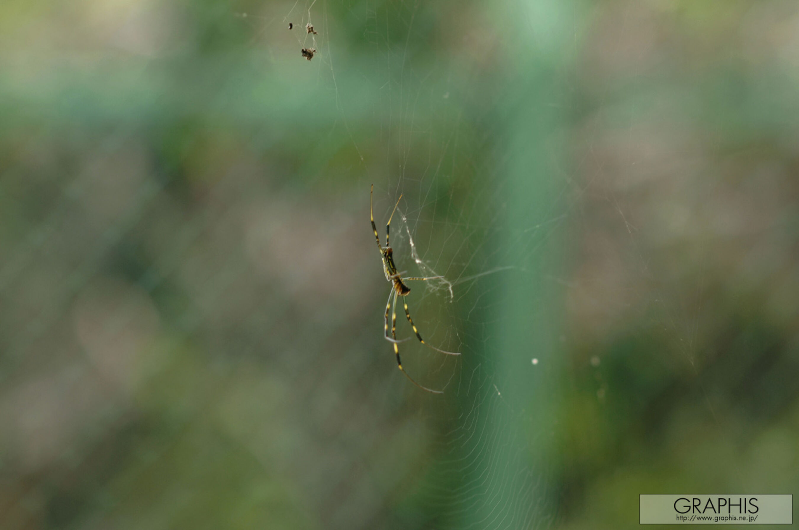 喜多村麻衣《Complete education》