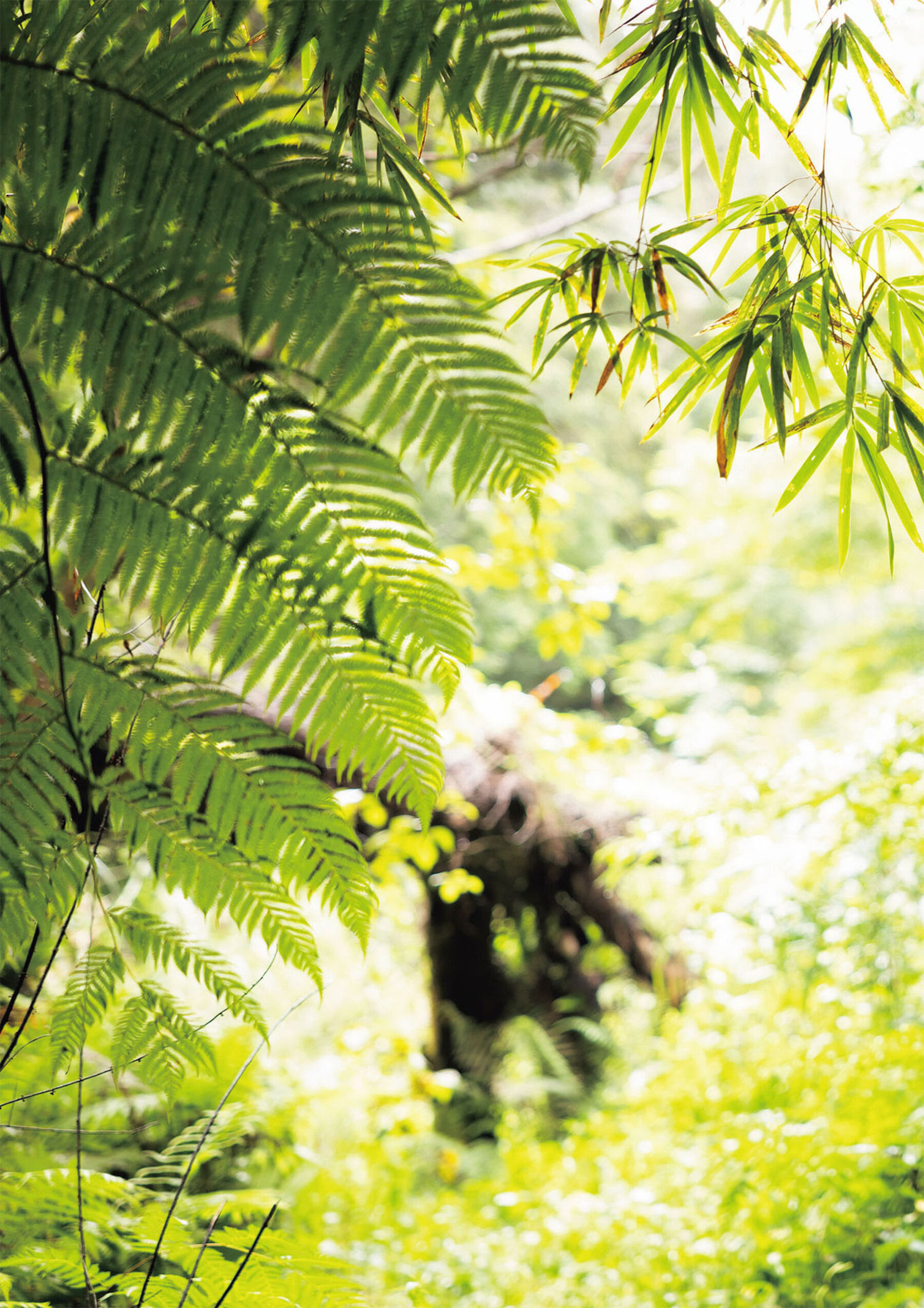 新有菜《神ぱら》 | Page 3