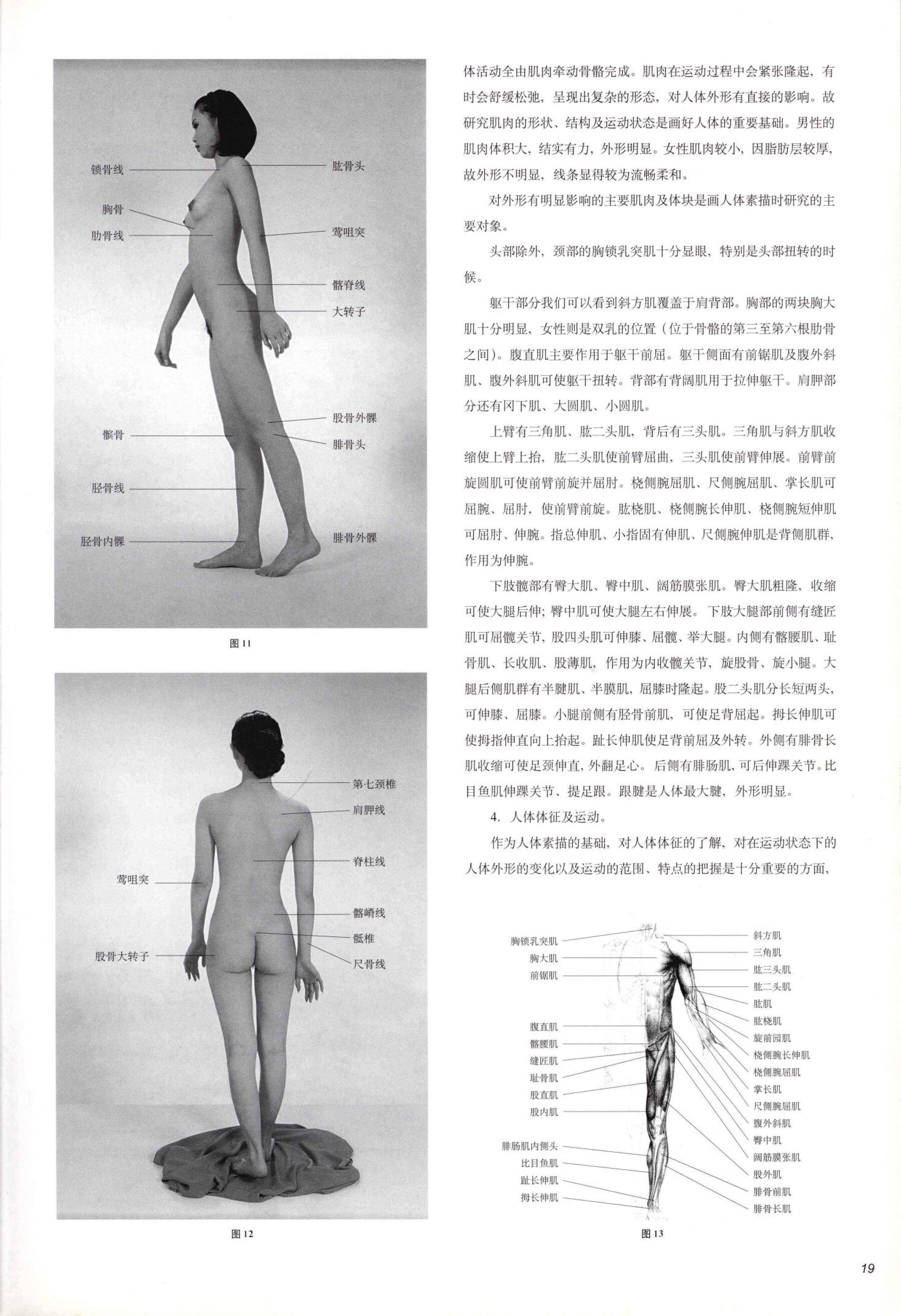 人体绘画技法 | Page 3